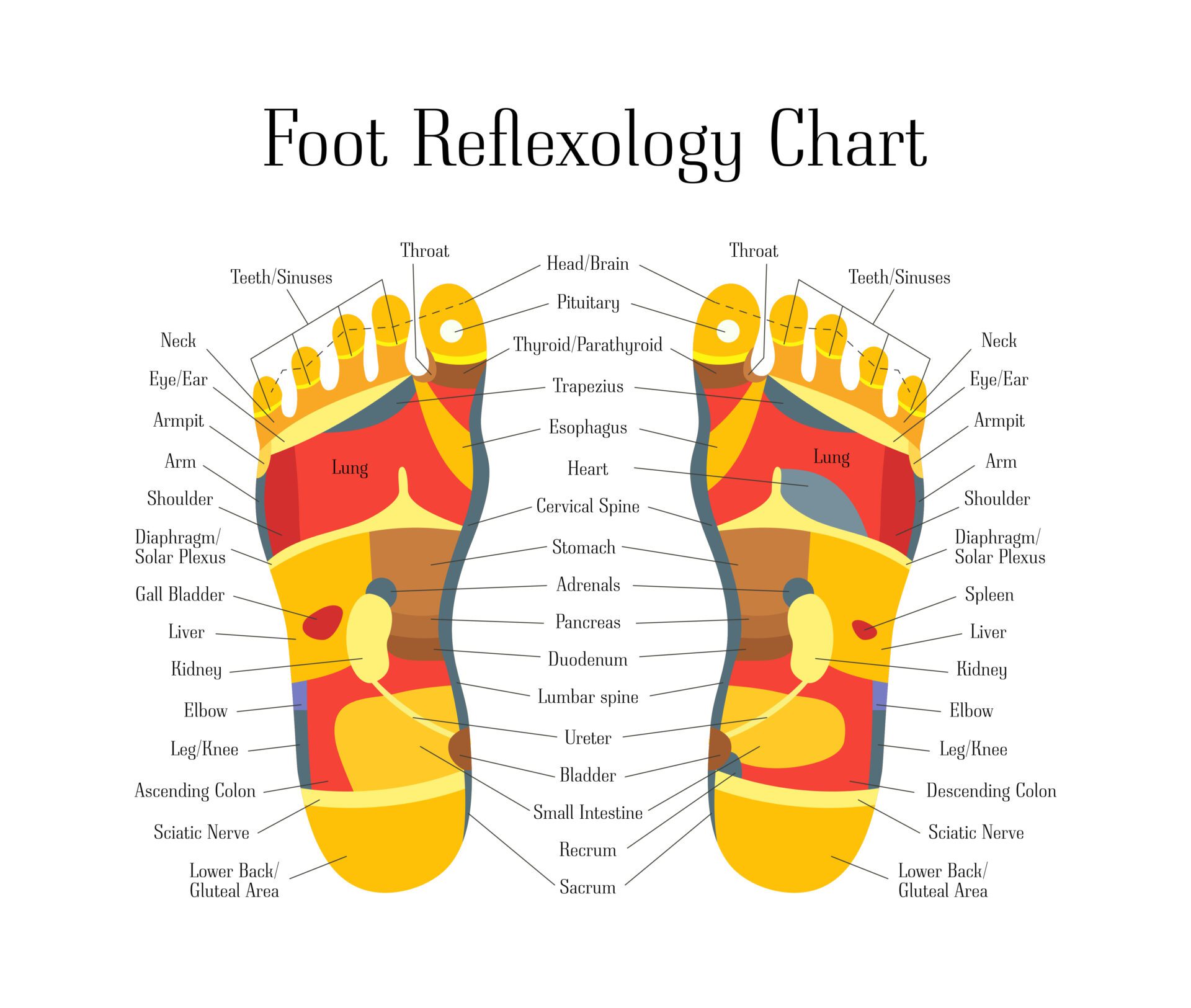Cartoon Reflexology Feet Alternative Medicine. Vector